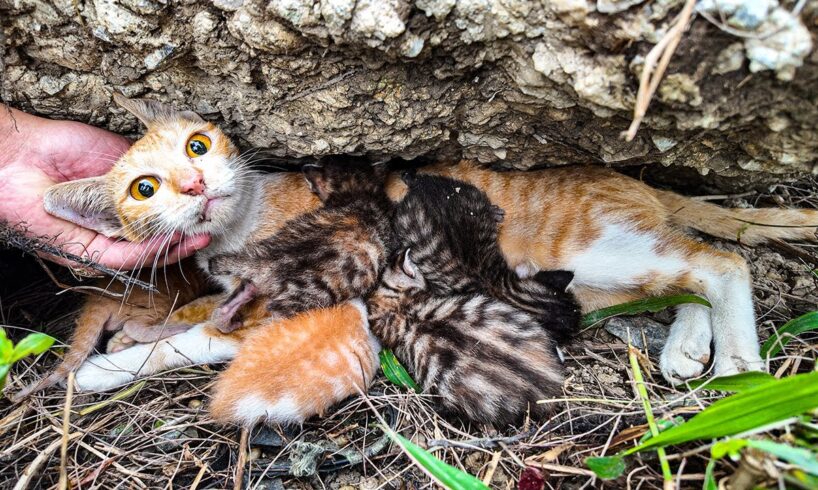 LTT Animal || Mother Cat's Brave Rescue: Saved from Rocky Crevice!