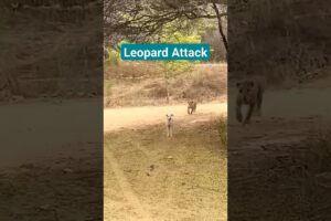 Leopard attacked dog in Jhalana #jhalana #leopard #dog #ytviral