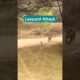 Leopard attacked dog in Jhalana #jhalana #leopard #dog #ytviral