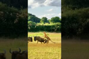 Leopard chasing wildebeest, close-up of wild animals, animal fighting power competition