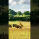 Leopard chasing wildebeest, close-up of wild animals, animal fighting power competition