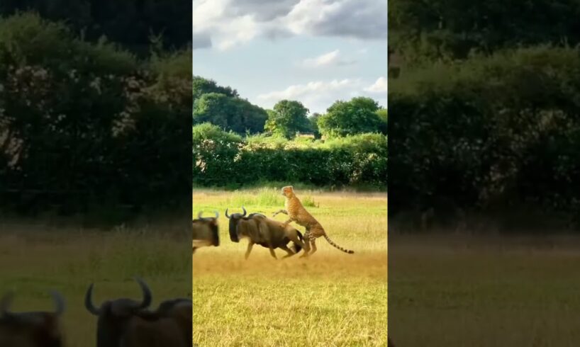 Leopard chasing wildebeest, close-up of wild animals, animal fighting power competition