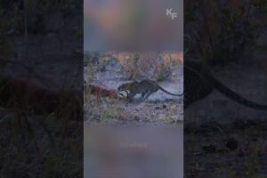 Leopard vs Hyena: The Ultimate Showdown Over Prey