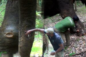 Let us comfort the elephant who is suffering from many painful wounds. Let's help save life.