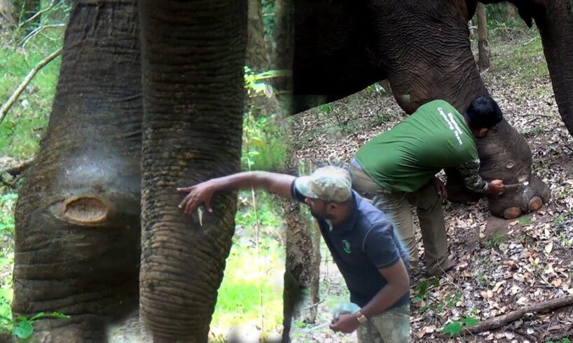 Let us comfort the elephant who is suffering from many painful wounds. Let's help save life.