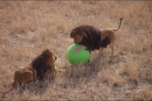 Lion Ball Drop