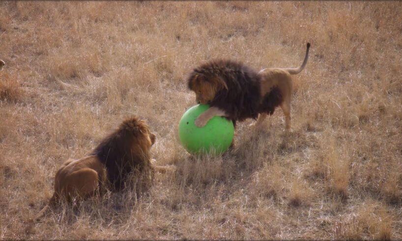 Lion Ball Drop