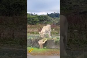 Lion 🦁 Vs baby 😱 l animal rescue #shorts #animallover