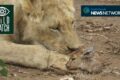 Lion plays with antelope prey