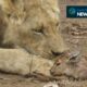 Lion plays with antelope prey