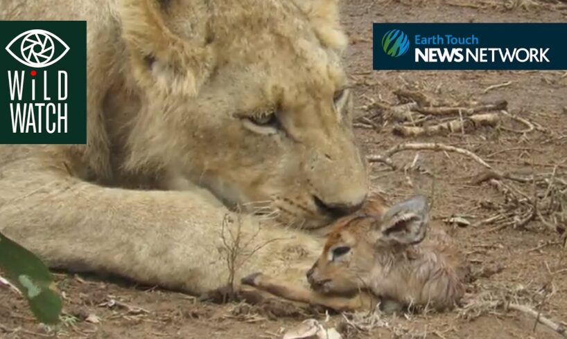 Lion plays with antelope prey