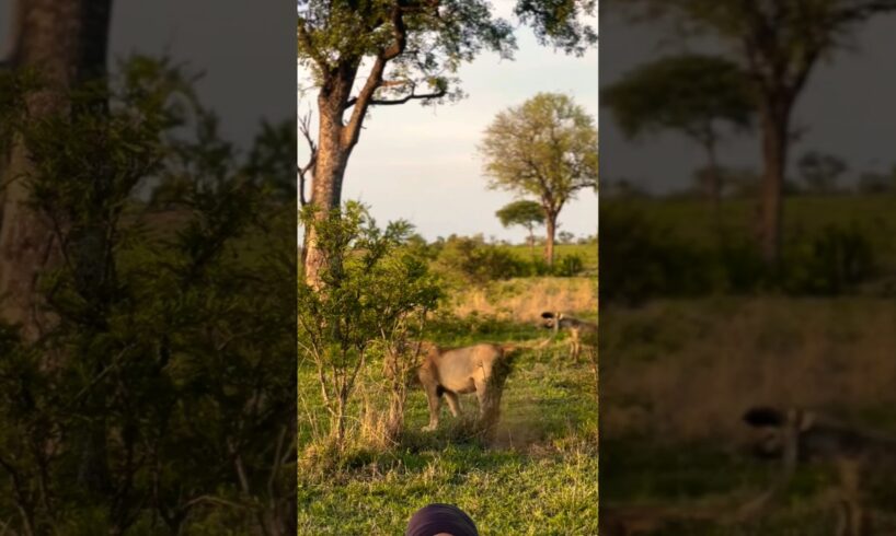 Lion 🔥vs🔥 Hyenas #wildlife #lion #africa #animals