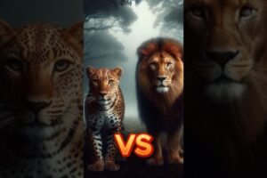 Lion vs tiger vs animals (animal fights lion and tiger) #shorts