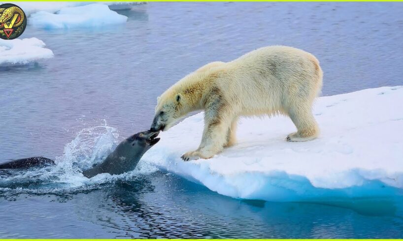 MOST Incredible Moments of Polar Bear Attacks Caught On Camera | Animal Fighting