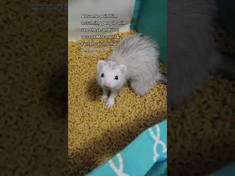 Macaroni & Ferrets