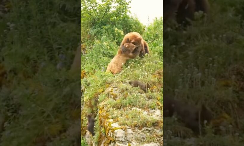 Mama bear fights for her cubs lives! #bear #wildanimals #nature