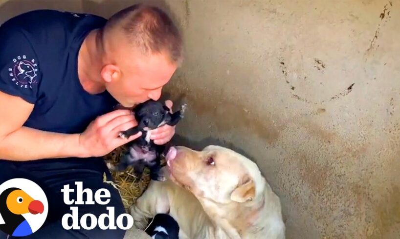 Man Finds Abandoned Mama Dog Raising Her Puppies In Garbage | The Dodo