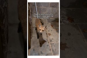 Man Rescued a Fox and this happened #animalshorts