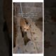 Man Rescued a Fox and this happened #animalshorts