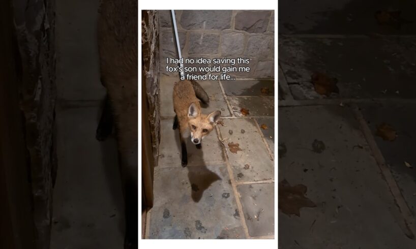 Man Rescued a Fox and this happened #animalshorts