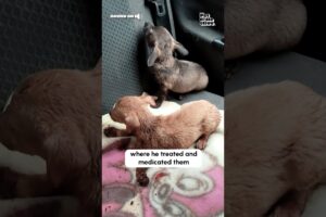 Man Rescues Abandoned Puppies