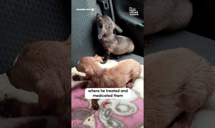 Man Rescues Abandoned Puppies