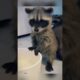 Man Rescues Three Baby Raccoons, Raises Them as Family  #animals