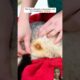 Man Rescues an Opossum and Gets a Big Surprise #rescue #cute #shortsvideo #youtubeshorts #trending