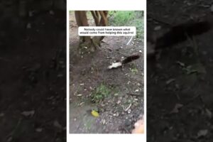 Man did this to save squirrel life #rescueanimals #animalshorts  #animals