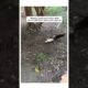 Man did this to save squirrel life #rescueanimals #animalshorts  #animals