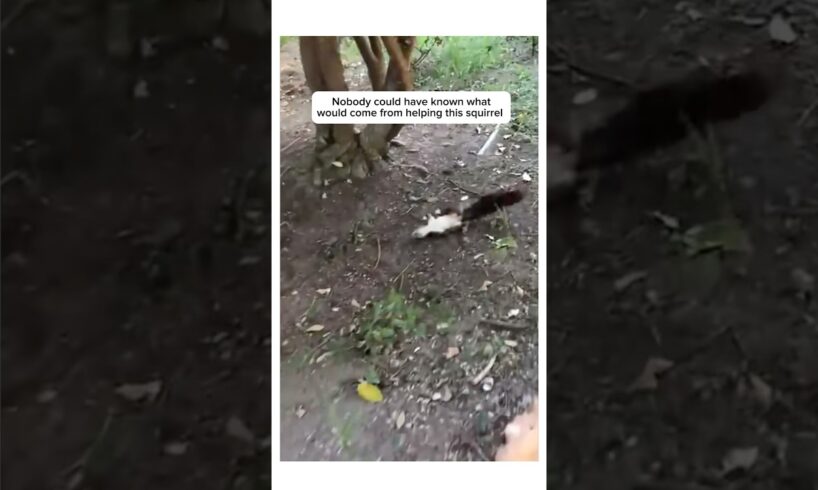 Man did this to save squirrel life #rescueanimals #animalshorts  #animals