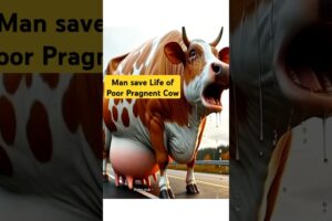 Man save Life of Poor Pragnent Cow #cowlover #cow #rescue #animals #animalrescue #shorts