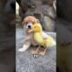 Meet the 3 cutest puppies😍#animals #cute #dog #puppy #funny