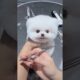 Mini Pomeranian Dog - Funny And Cute  Pomeranian Videos | Funny Puppy Videos #7