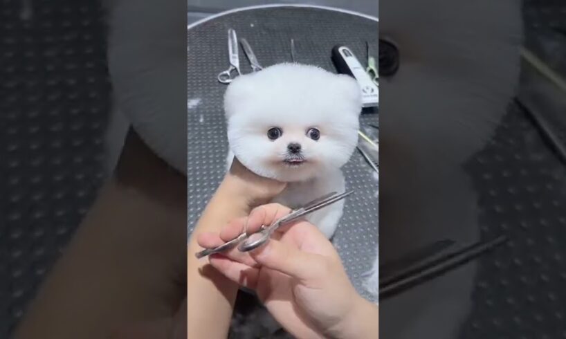 Mini Pomeranian Dog - Funny And Cute  Pomeranian Videos | Funny Puppy Videos #7