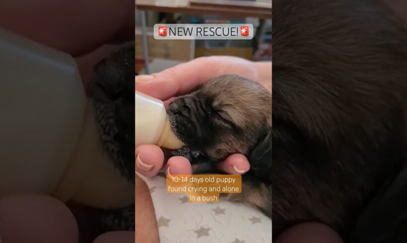 Miraculous Discovery of Newborn Puppy Found in a Bush! Now Needs Bottle Feeding every 4hrs🍼 #puppy