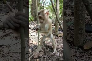 Monkey is playing 🤣🥰😘❤️ #shorts #animals #monkey #hanuman