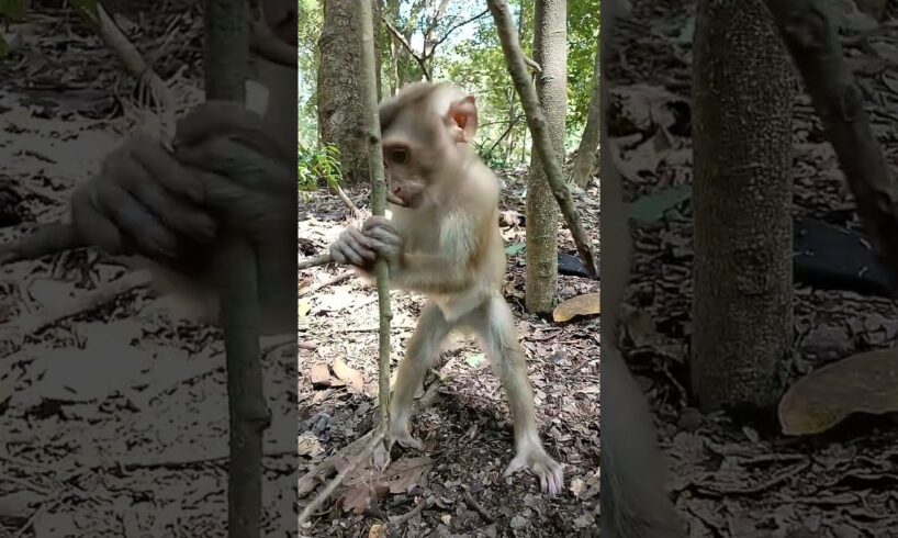 Monkey is playing 🤣🥰😘❤️ #shorts #animals #monkey #hanuman