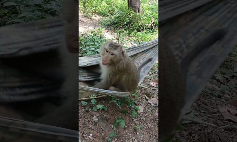 Monkey is playing with hammock #shorts #animals #hanuman #monkey