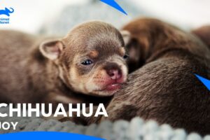 Most Adorable Chihuahua Puppies That Will Melt Your Heart | Too Cute | Animal Planet