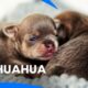 Most Adorable Chihuahua Puppies That Will Melt Your Heart | Too Cute | Animal Planet