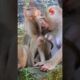 Most Happiness Monkey | Love Cute Baby Monkey #shorts #animals #cute