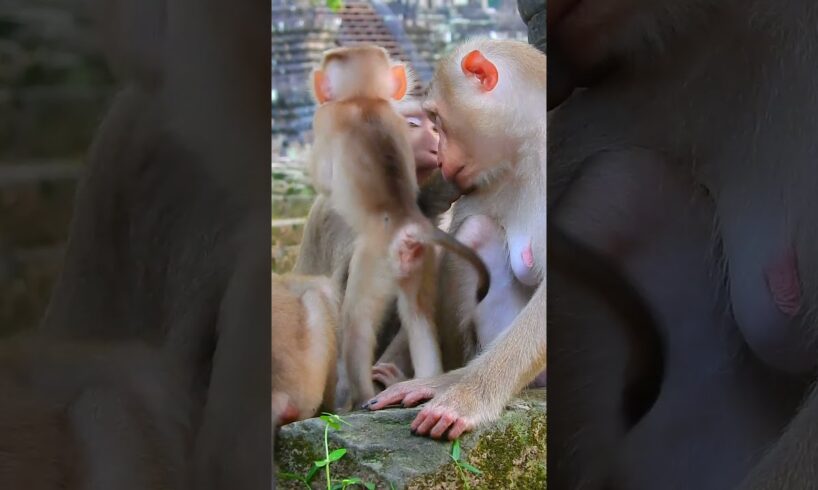 Most Happiness Monkey | Love Cute Baby Monkey #shorts #animals #cute