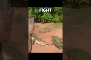 Most werid and jaw dropping fights between crocodile #crocodile #shorts #animals