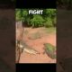 Most werid and jaw dropping fights between crocodile #crocodile #shorts #animals