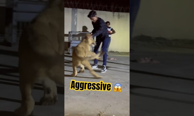 Mussa playing with 🦁 lion #laughinglion  #animalemotion #lionfunny #animals 😱 #funnylion 🦁