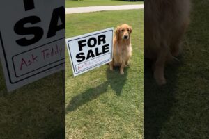 My dog sold my house!