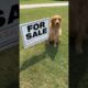 My dog sold my house!