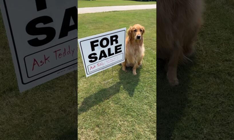 My dog sold my house!