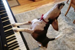 NEW SONG! Buddy Mercury in Red - The Singing Beagle Plays Piano